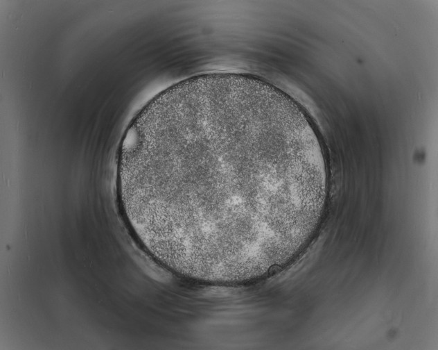 X0000101691179200808071126