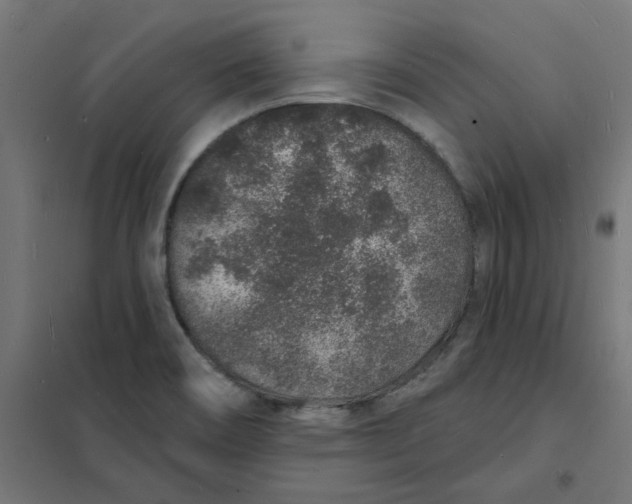 X0000101691466200808071121