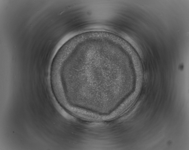 X0000101691482200808071121