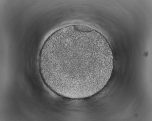 X0000101691527200808071121