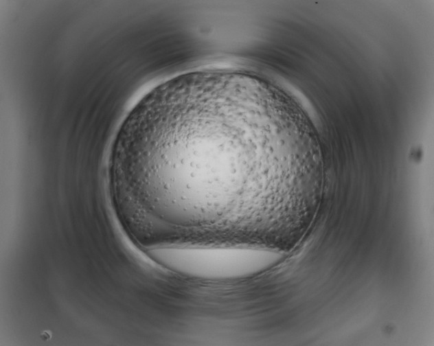 X0000101701483200807101334