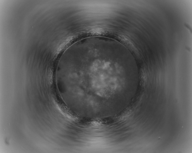 X0000101700496200807101540