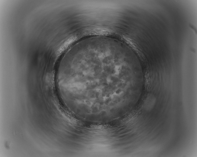 X0000101700679200807101537