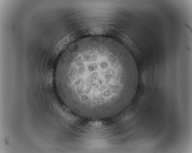 X0000101700687200807101537