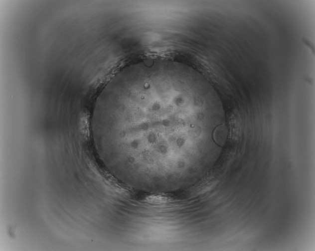 X0000101700699200807101537