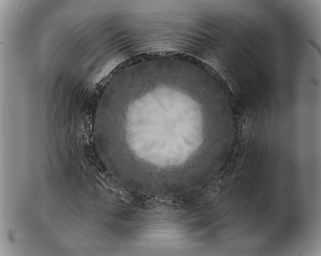 X0000101700871200807101534
