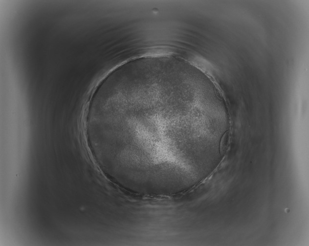 X0000101700337200807171519