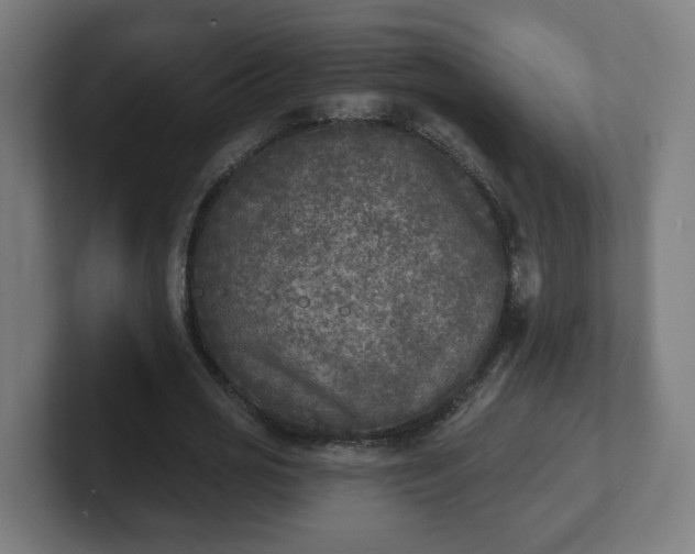 X0000101700725200807171514