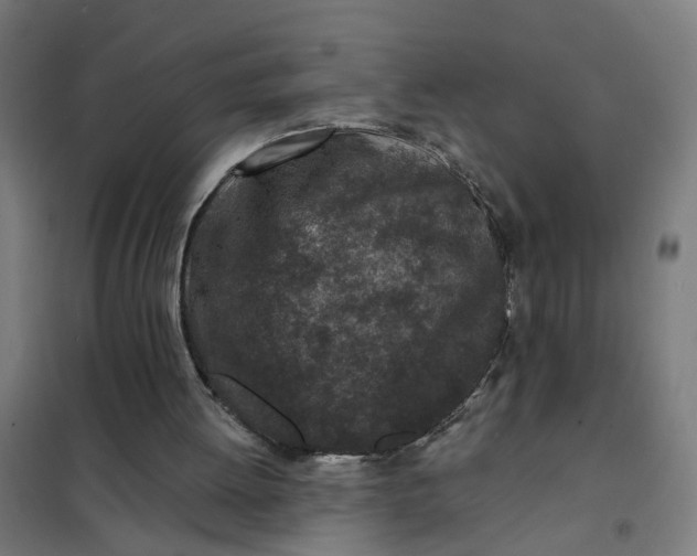 X0000101700052200807241442