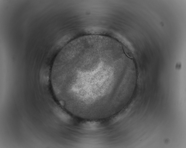 X0000101700065200807241442