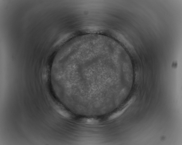 X0000101700165200807241441