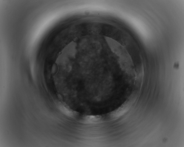 X0000101700239200807241440