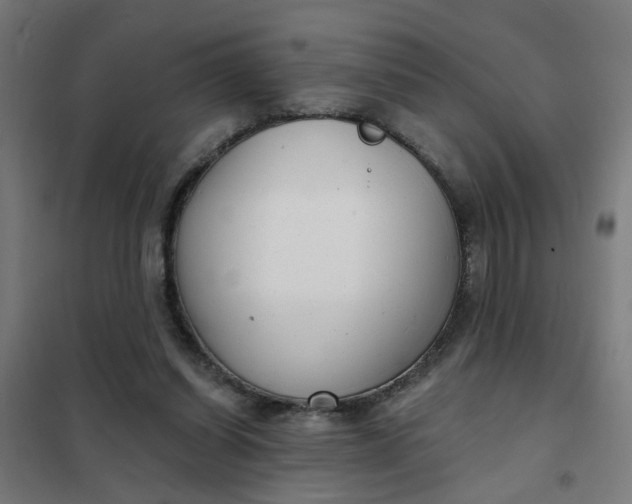 X0000101700254200807241439