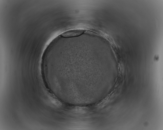 X0000101700292200807241439