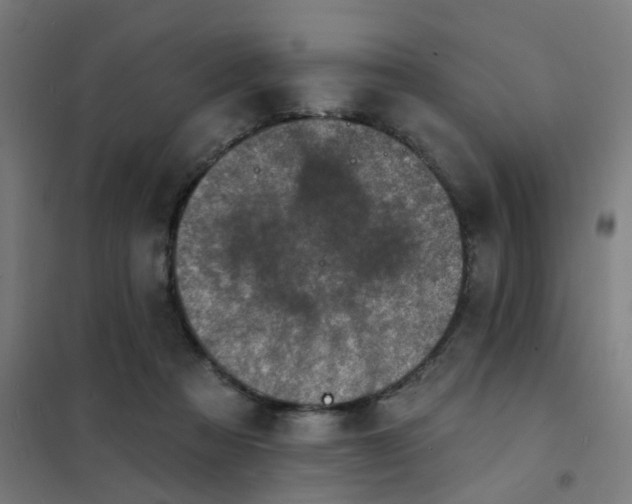 X0000101700313200807241439