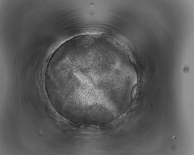 X0000101700337200807241438