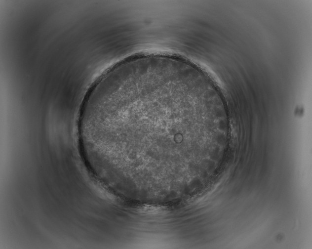 X0000101700487200807241436