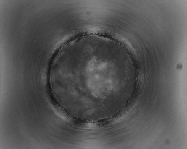 X0000101700496200807241436