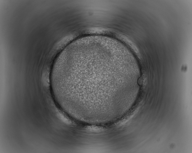 X0000101700633200807241433