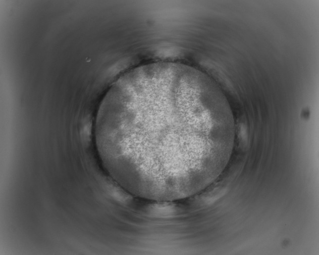 X0000101700668200807241433