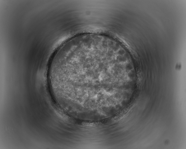 X0000101700679200807241433