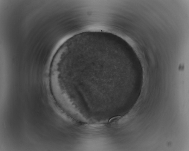 X0000101700864200807241430