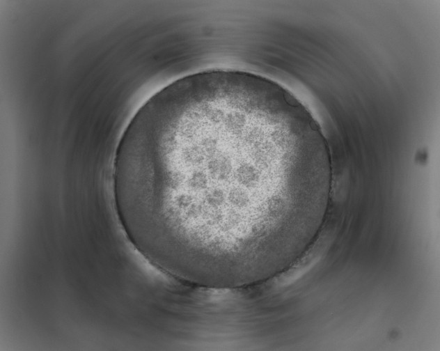 X0000101700903200807241429