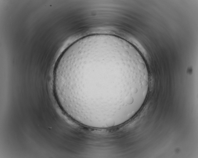 X0000101700994200807241428