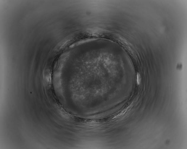 X0000101701155200807241425