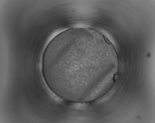 X0000101701195200807241425