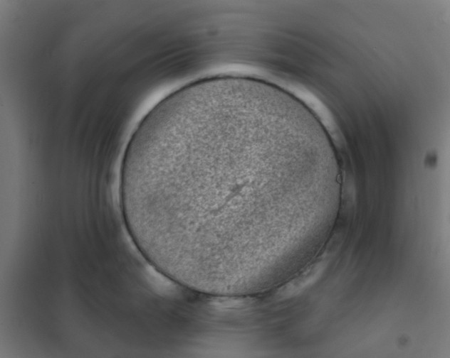 X0000101701199200807241424