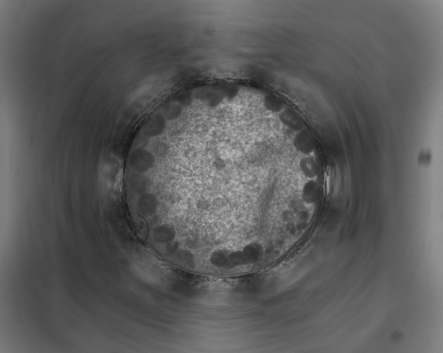 X0000101701251200807241424