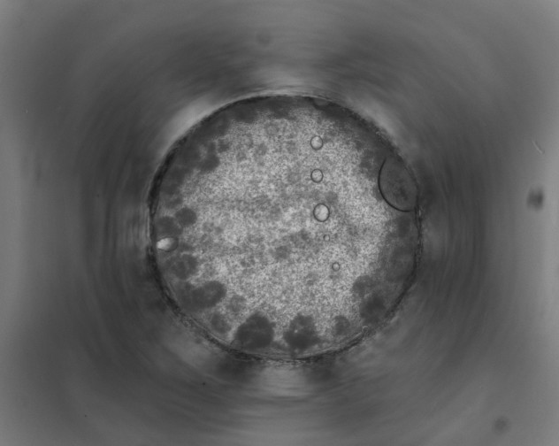 X0000101701267200807241424