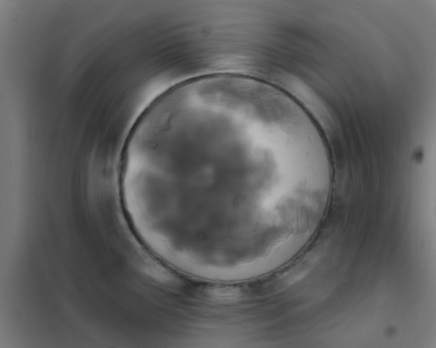 X0000101701291200807241423