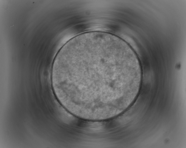 X0000101701338200807241423