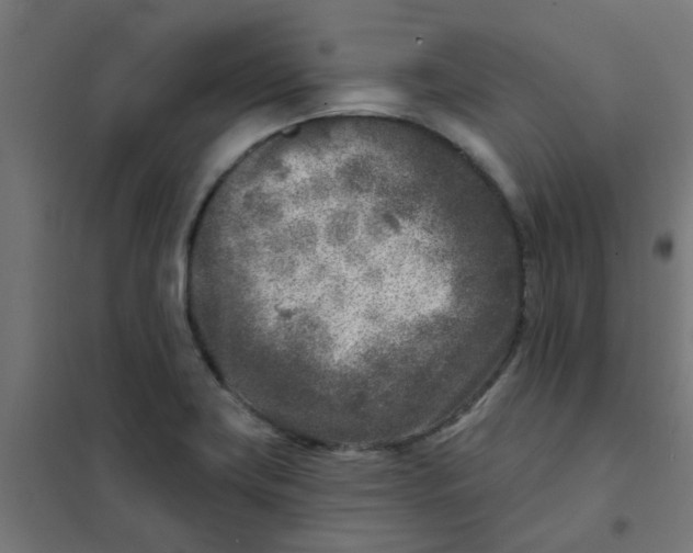 X0000101701419200807241421