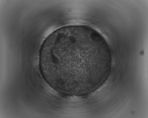 X0000101701459200807241421