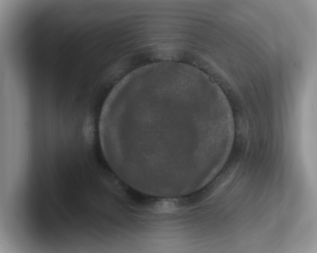 X0000101700080200807311440
