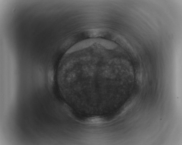 X0000101700219200807311438