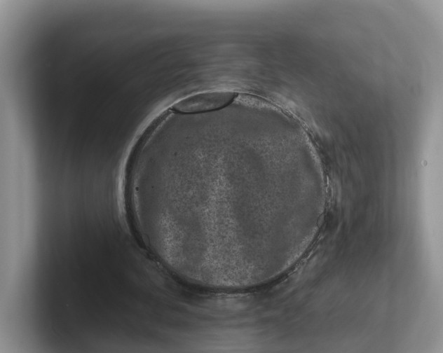 X0000101700292200807311437
