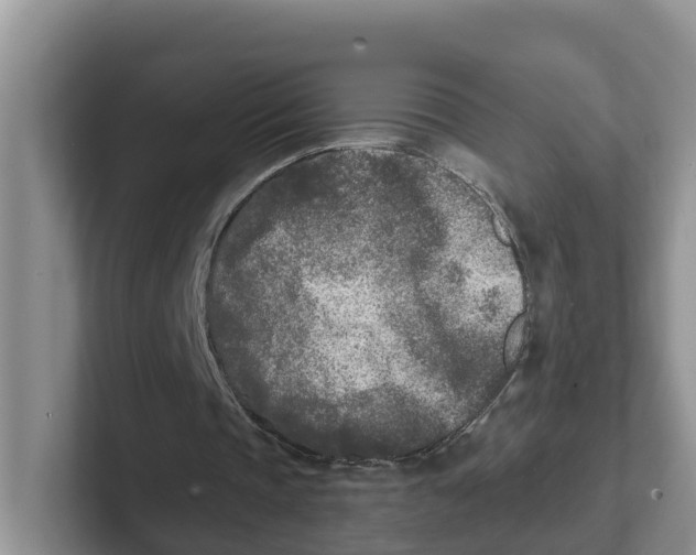 X0000101700337200807311436