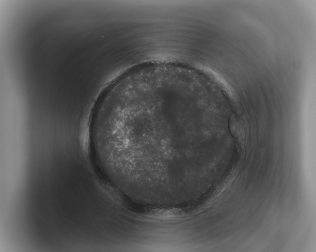 X0000101700488200807311435
