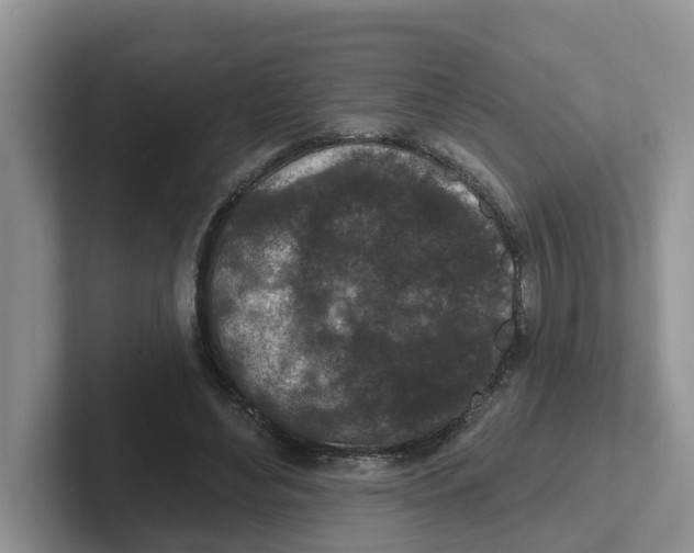 X0000101700492200807311435