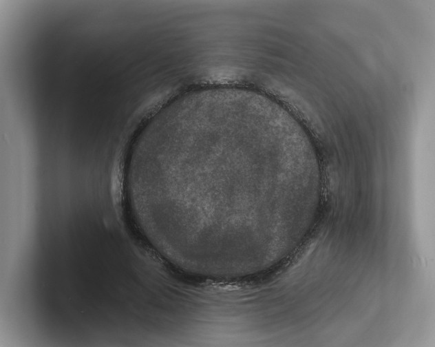 X0000101700640200807311432