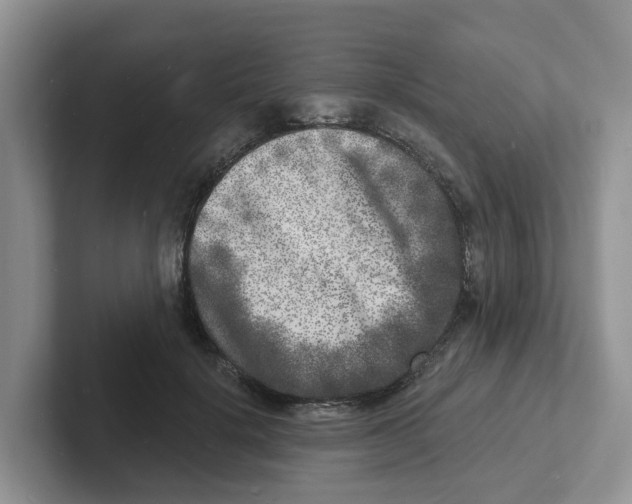 X0000101700652200807311433