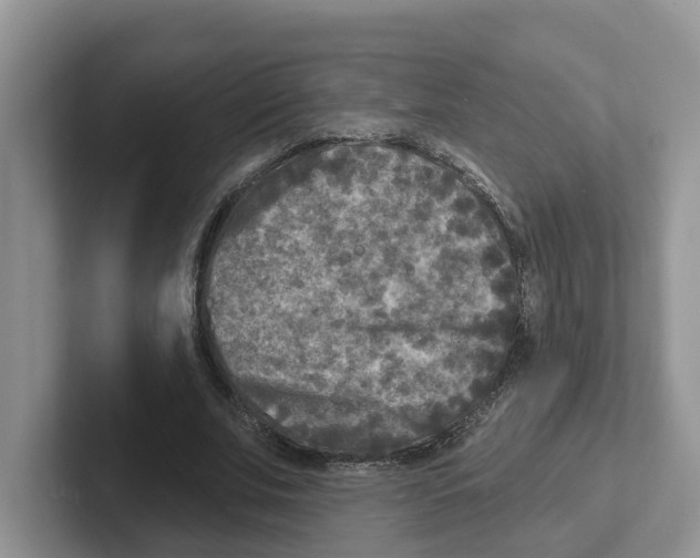 X0000101700679200807311432