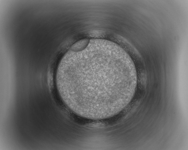 X0000101700696200807311432