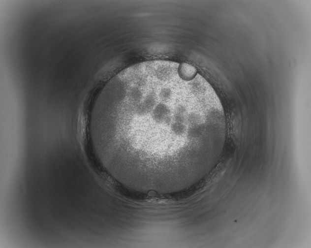 X0000101700742200807311431