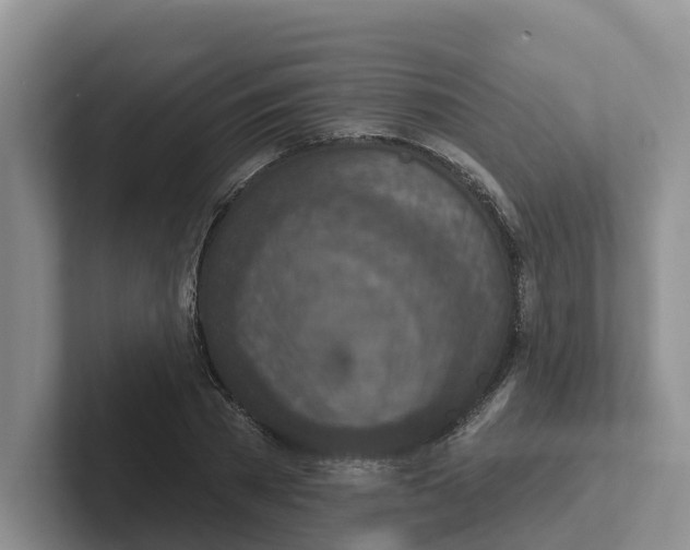 X0000101700785200807311431