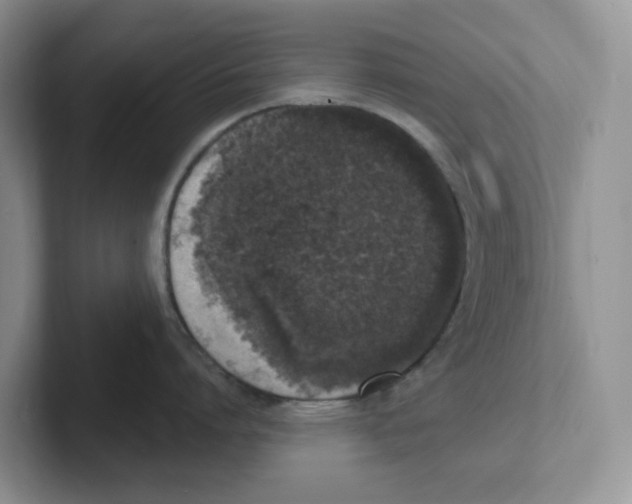 X0000101700864200807311430